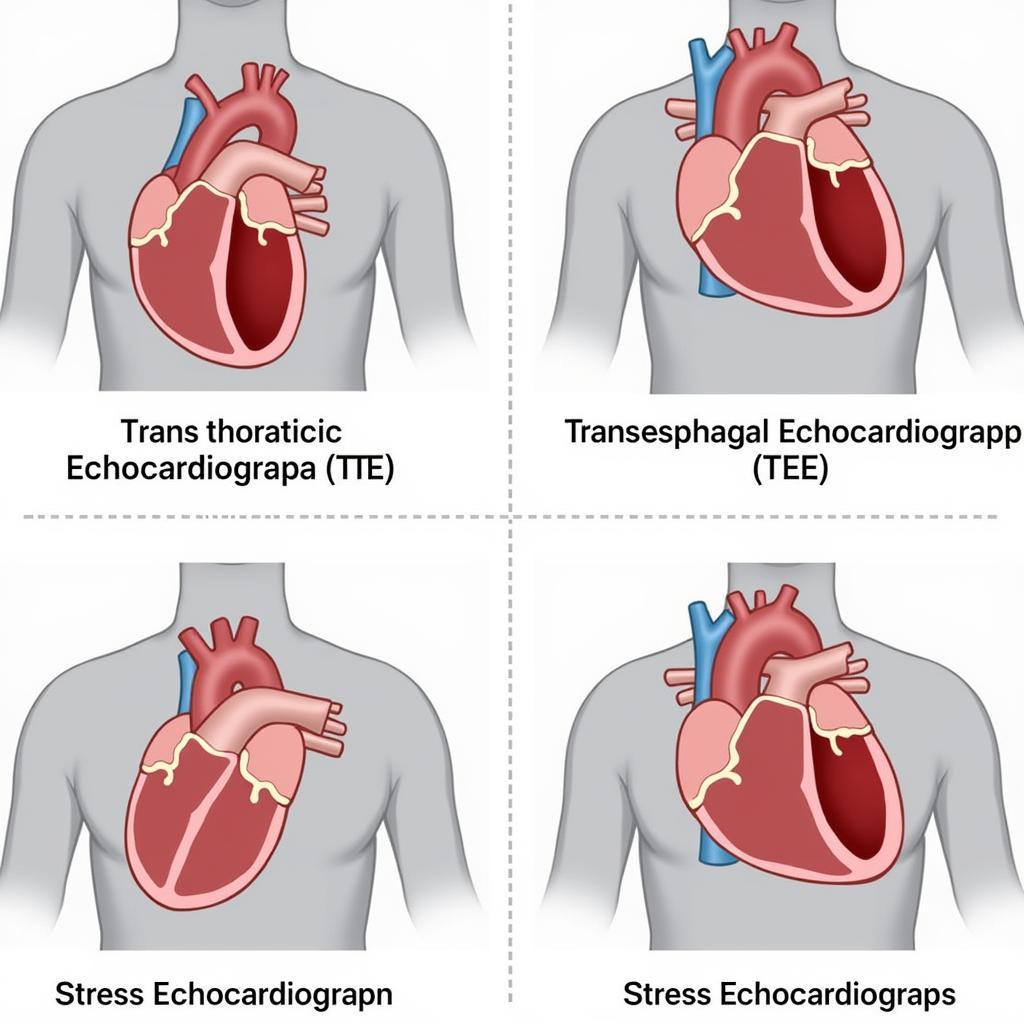 Types of Echocardiograms